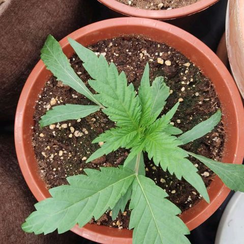 3 Random Thais growlog timeline photo