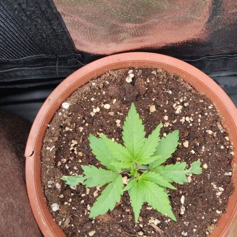 3 Random Thais growlog timeline photo