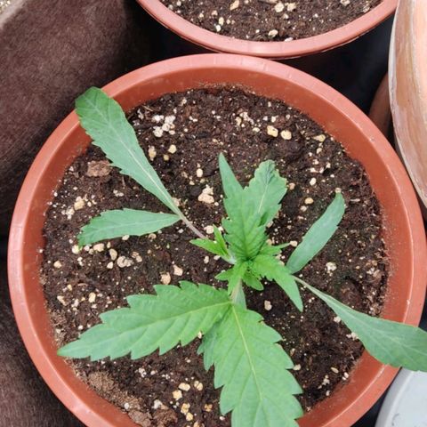 3 Random Thais growlog timeline photo