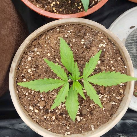 3 Random Thais growlog timeline photo