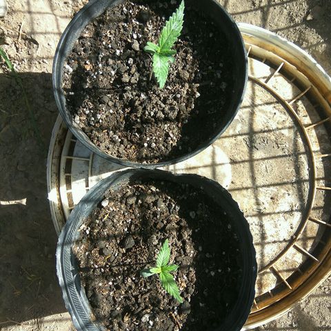 Amnesia Haze growlog timeline photo