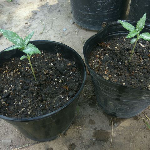Amnesia Haze growlog timeline photo