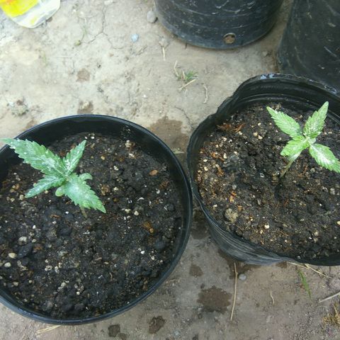Amnesia Haze growlog timeline photo