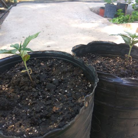Amnesia Haze growlog timeline photo