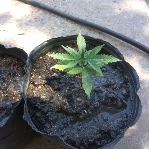 Amnesia Haze growlog timeline photo