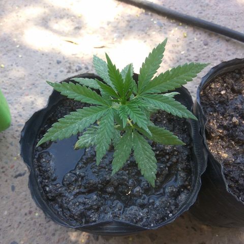 Amnesia Haze growlog timeline photo