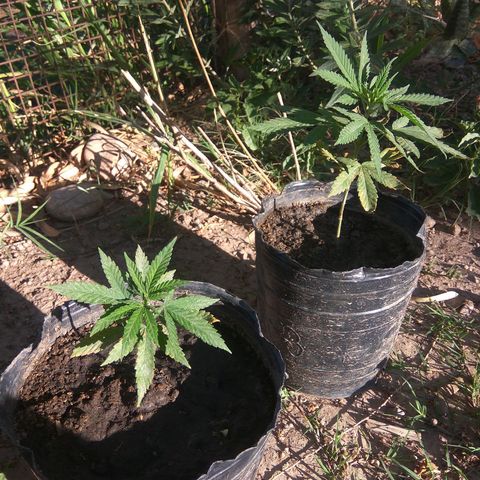 Amnesia Haze growlog timeline photo
