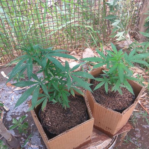 Amnesia Haze growlog timeline photo