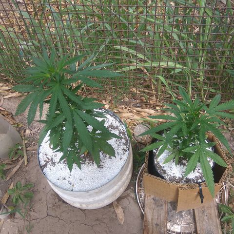 Amnesia Haze growlog timeline photo