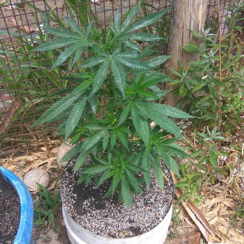 Amnesia Haze growlog timeline photo