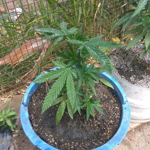 Amnesia Haze growlog timeline photo