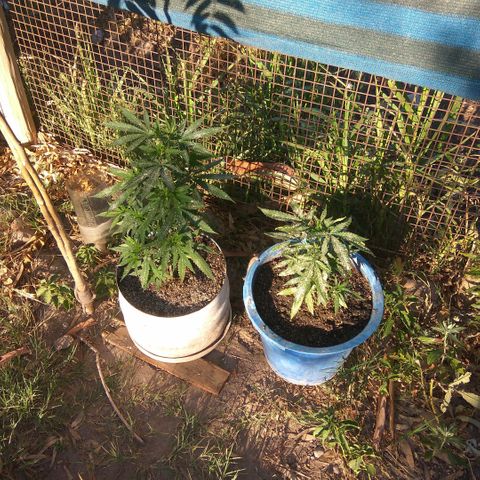 Amnesia Haze growlog timeline photo
