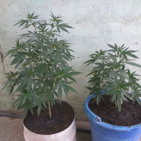 Amnesia Haze growlog timeline photo