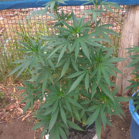 Amnesia Haze growlog timeline photo