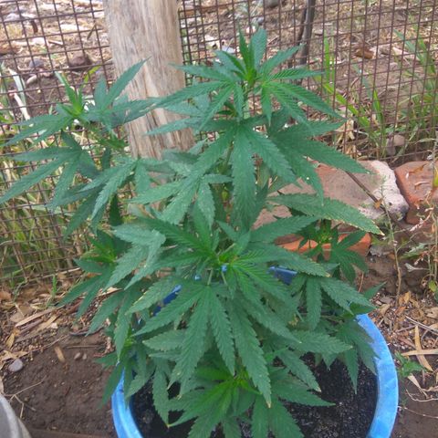 Amnesia Haze growlog timeline photo