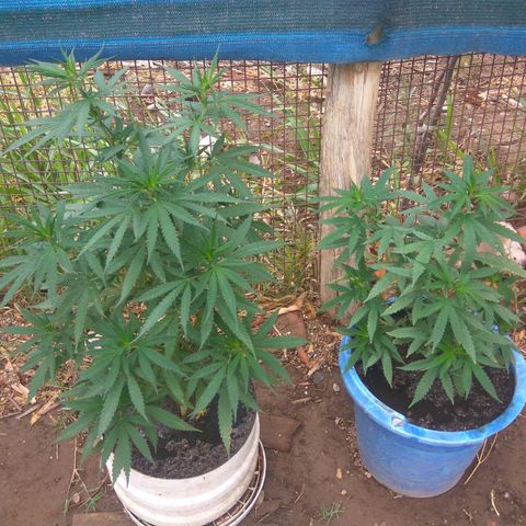 Amnesia Haze growlog timeline photo