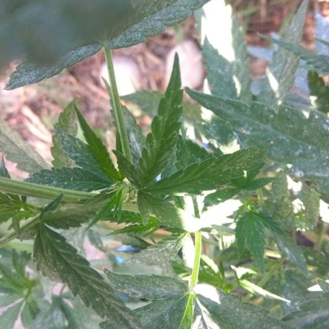 Amnesia Haze growlog timeline photo