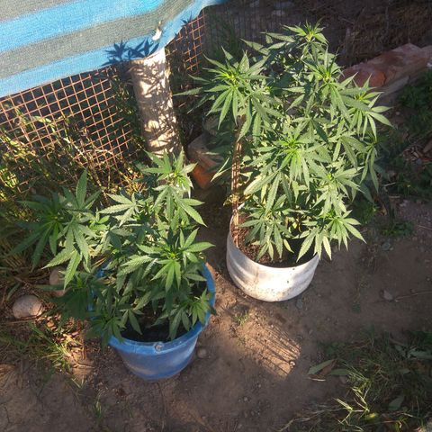Amnesia Haze growlog timeline photo