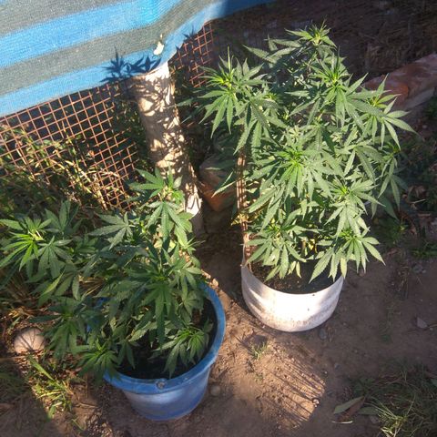 Amnesia Haze growlog timeline photo