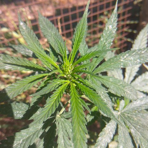 Amnesia Haze growlog timeline photo