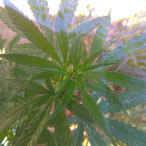 Amnesia Haze growlog timeline photo