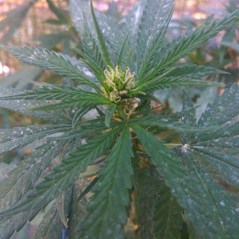 Amnesia Haze growlog timeline photo