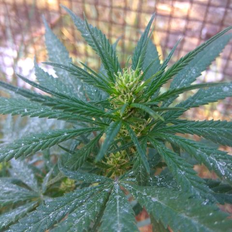 Amnesia Haze growlog timeline photo