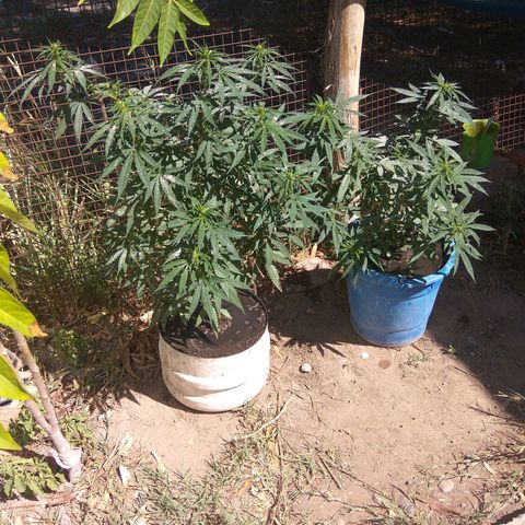 Amnesia Haze growlog timeline photo