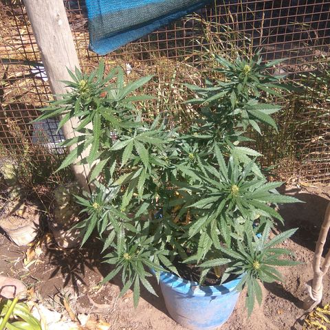Amnesia Haze growlog timeline photo