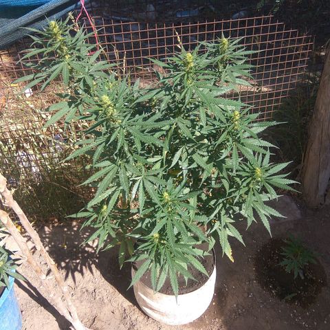 Amnesia Haze growlog timeline photo