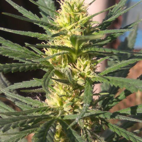 Amnesia Haze growlog timeline photo