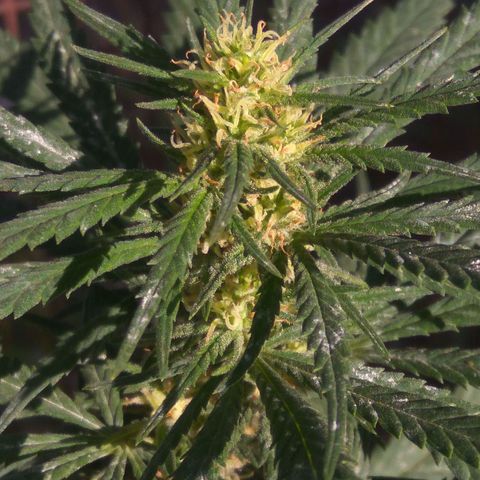 Amnesia Haze growlog timeline photo