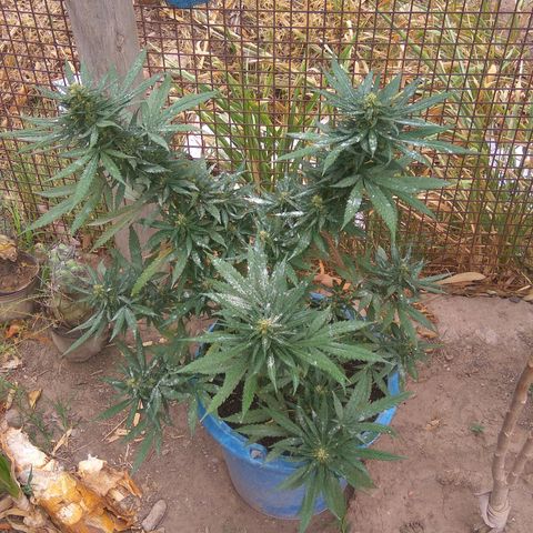 Amnesia Haze growlog timeline photo