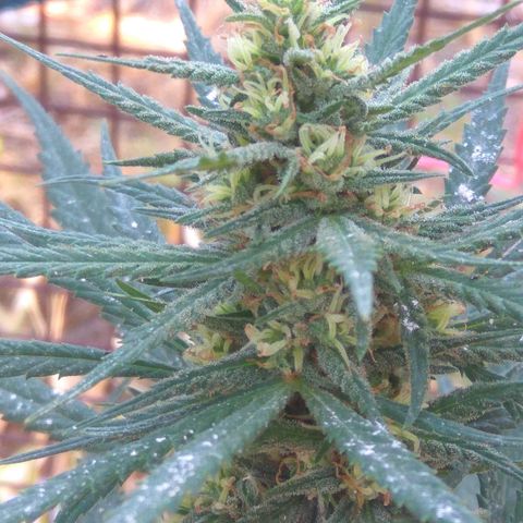 Amnesia Haze growlog timeline photo