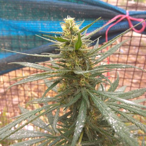 Amnesia Haze growlog timeline photo
