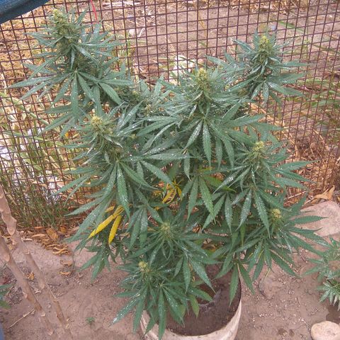 Amnesia Haze growlog timeline photo
