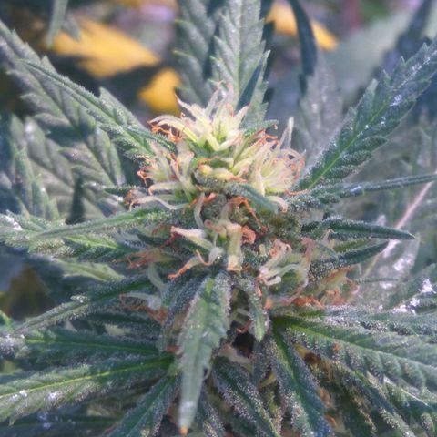 Amnesia Haze growlog timeline photo