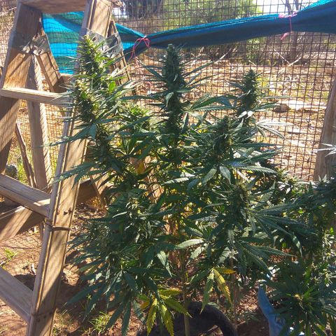 Amnesia Haze growlog timeline photo