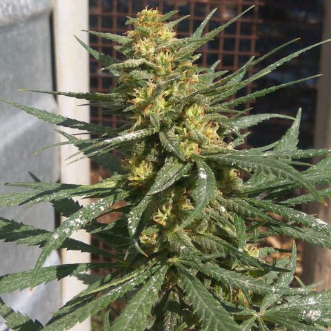 Amnesia Haze growlog timeline photo