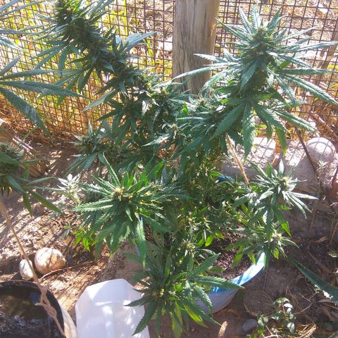 Amnesia Haze growlog timeline photo