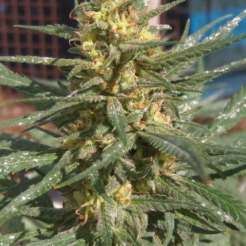 Amnesia Haze growlog timeline photo