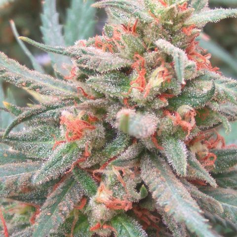 Amnesia Haze growlog timeline photo