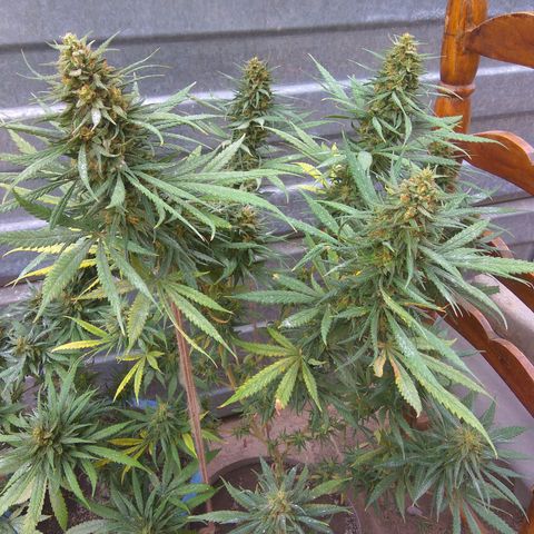 Amnesia Haze growlog timeline photo