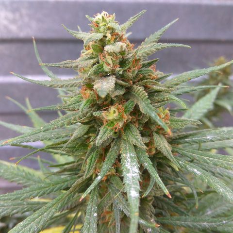 Amnesia Haze growlog timeline photo