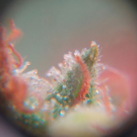 Amnesia Haze growlog timeline photo
