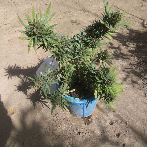 Amnesia Haze growlog timeline photo