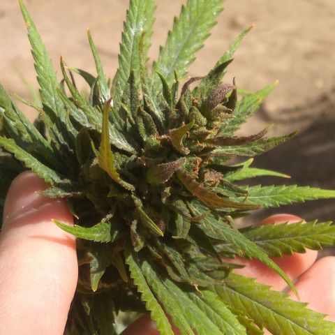Amnesia Haze growlog timeline photo