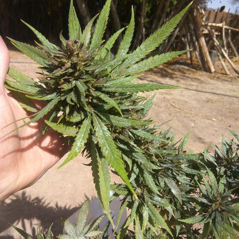 Amnesia Haze growlog timeline photo