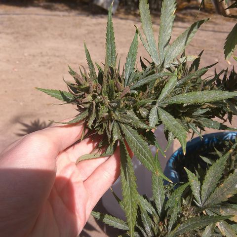 Amnesia Haze growlog timeline photo