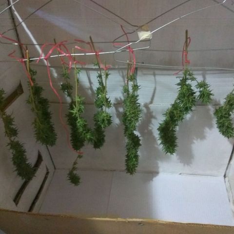 Amnesia Haze growlog timeline photo